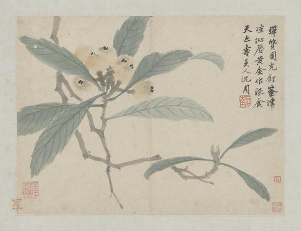 卧游图册－枇杷