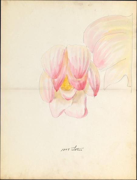 Lenox, Incorporated--Design drawing of of lotus blossom