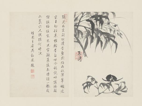 原济兰竹册－芍药兰花
