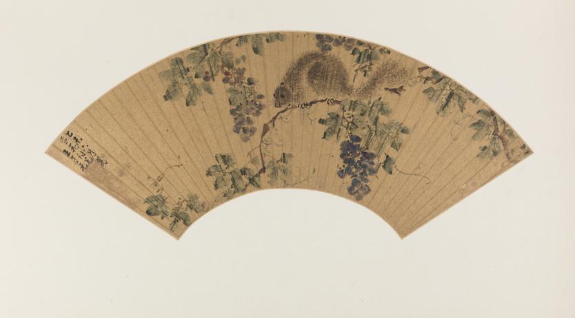 王子元葡萄松鼠扇