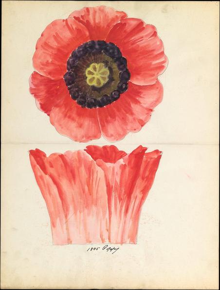 Lenox, Incorporated--Design drawing of of poppy blossom