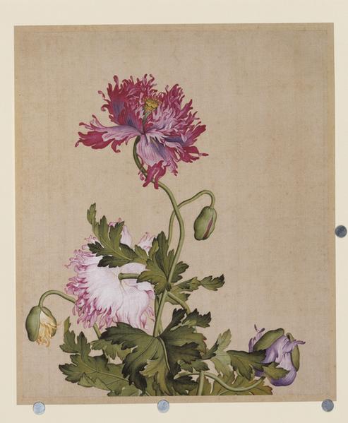 仙萼长春图罂粟