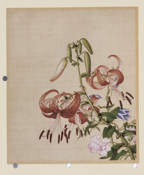 仙萼长春图百合花与缠枝牡丹