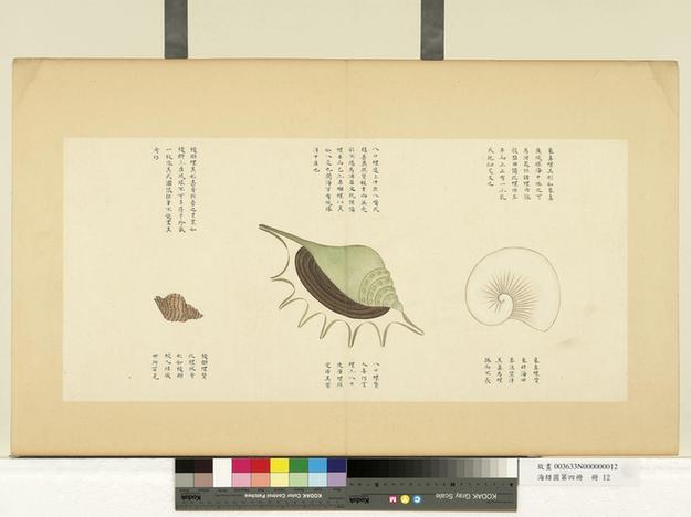 海错图第四册-8