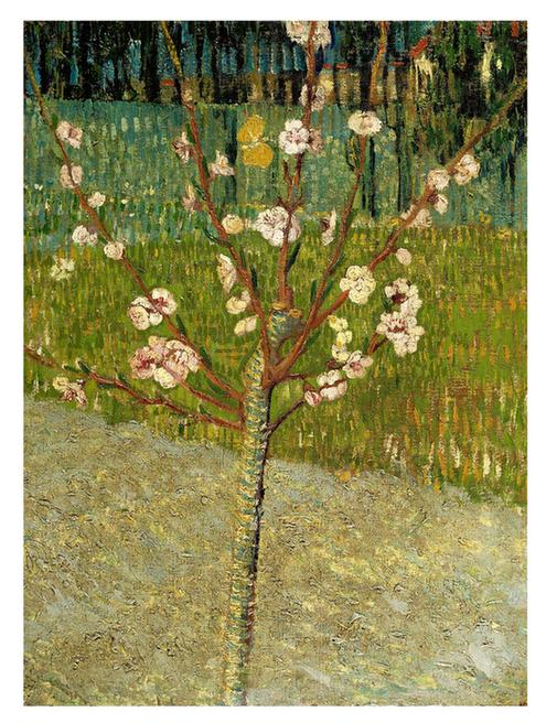 Almond tree in blossom (April - )