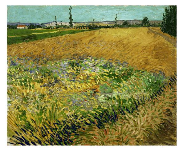 Wheatfield (June - )