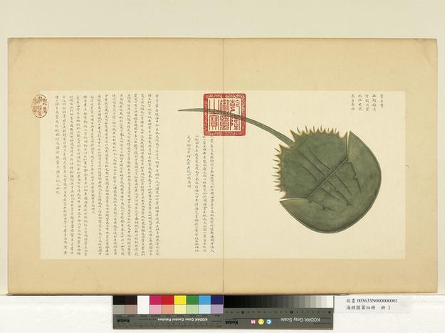 海错图第四册-13