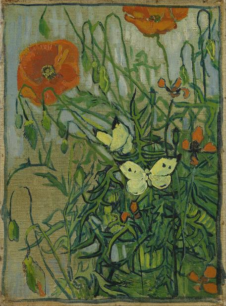 Butterflies and poppies (April - May )