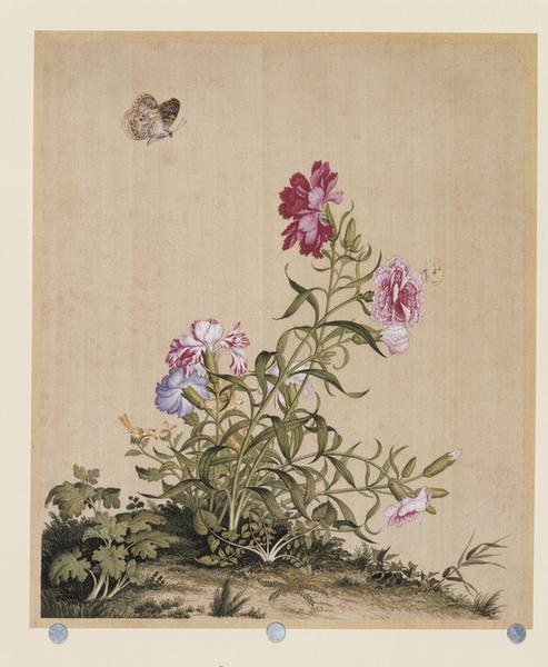 仙萼长春图石竹