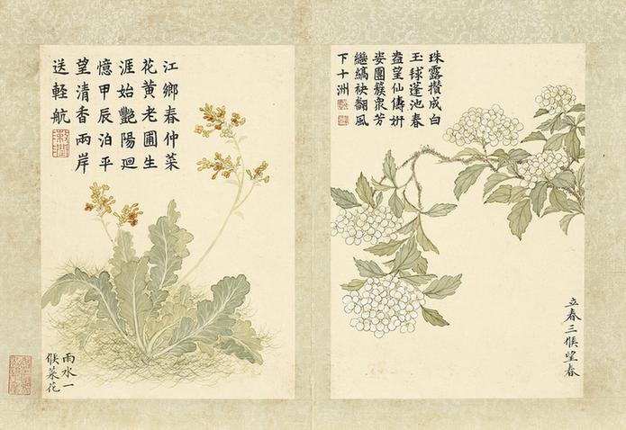 二十四番花信风图-菜花与望春