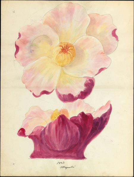 Lenox, Incorporated--Design drawing of magnolia blossom