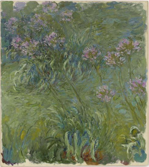 Agapanthus, 1914-17