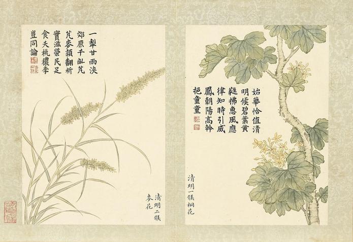 二十四番花信风图-桐花与麦花