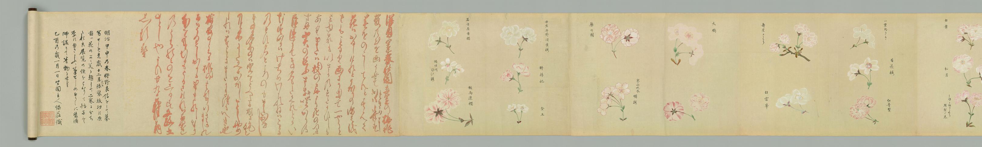 浴恩春秋两园樱花谱图卷