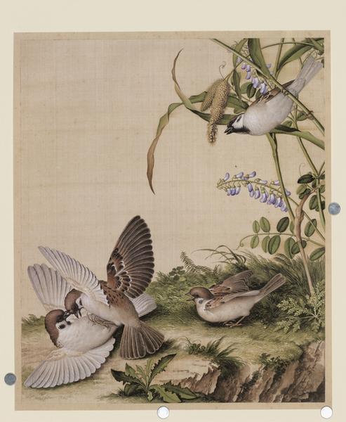 仙萼长春图豆花