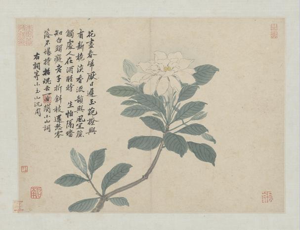 卧游图册－百合花