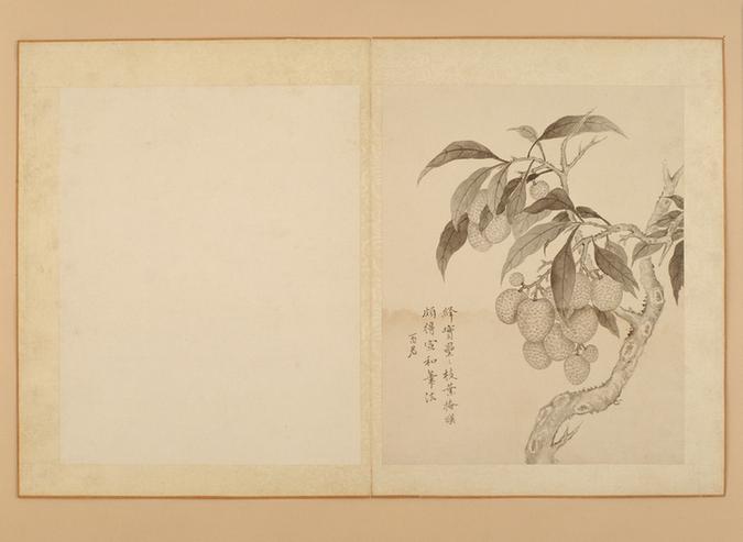 临蒋廷锡花卉册