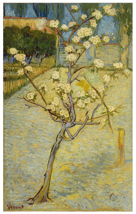 Small pear tree in blossom (April - )