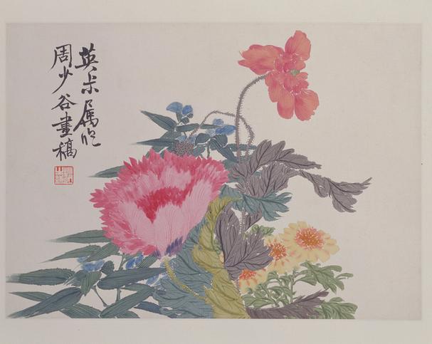 花卉册-罂粟花页