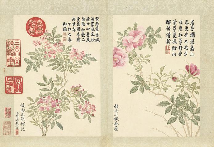 二十四番花信风图-荼蘼与楝花