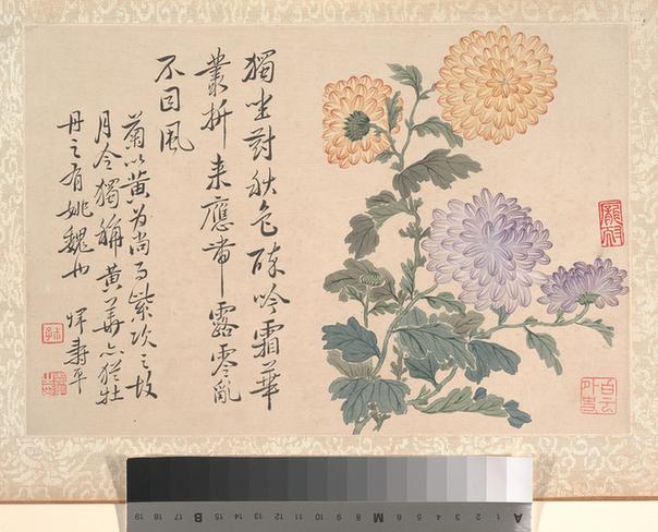 牡丹图册