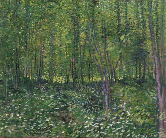 Trees and undergrowth (July - )