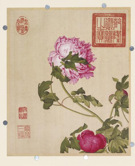 仙萼长春图-牡丹图