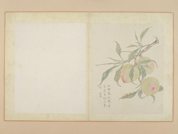 临蒋廷锡花卉册